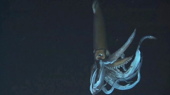 giant squid video released 2.jpg